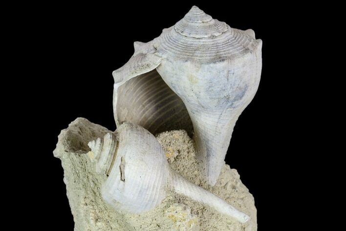 Tall, Miocene Fossil Gastropod Cluster - France #113672